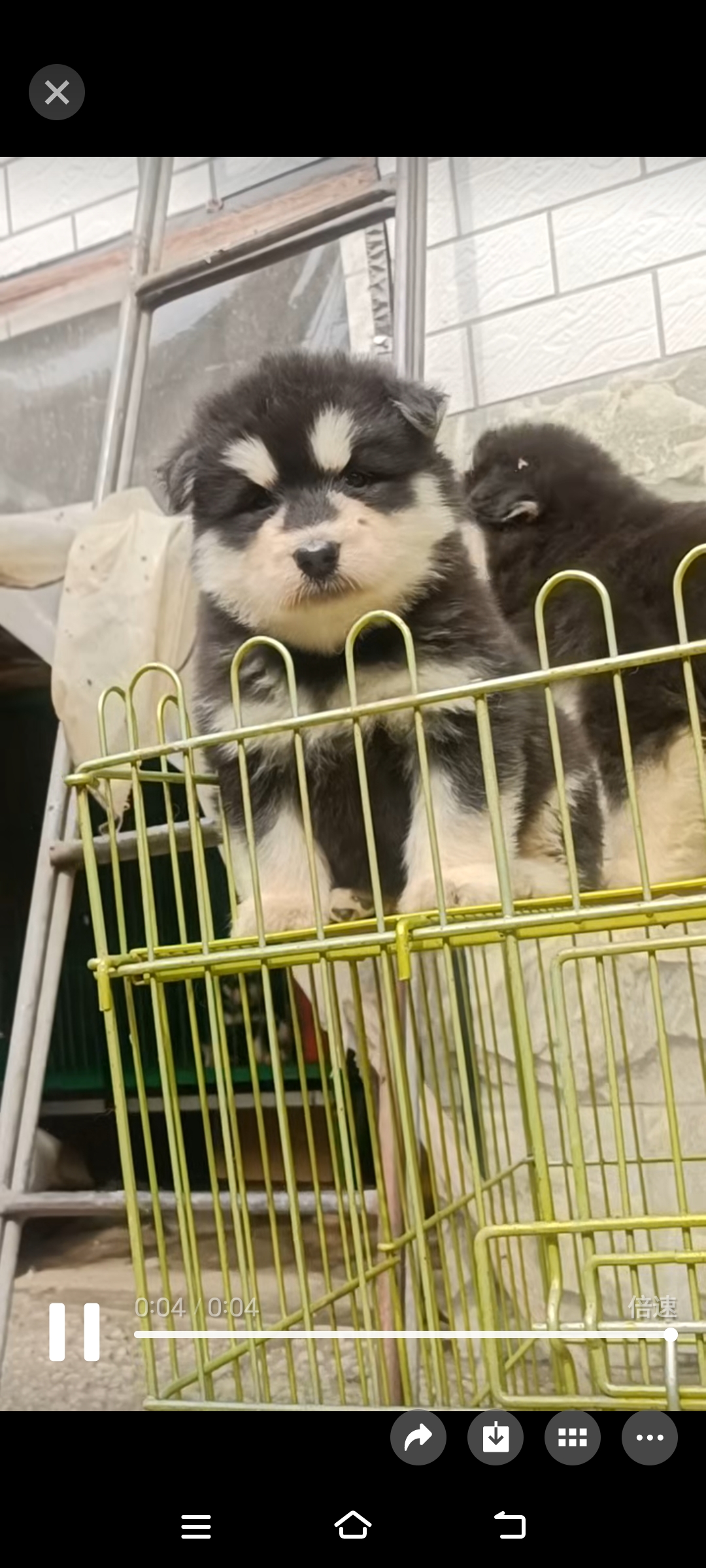 出售自家繁殖的熊版黑十字阿拉斯加幼犬两公两母标价就是卖价